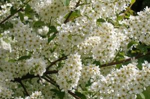 В Латвии расцвели черемуха и рябина