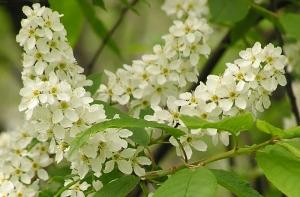 В Лудзенском крае расцвела черемуха