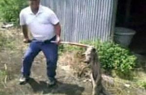 Украинские крестьяне закололи вилами «мини-чупакабру»