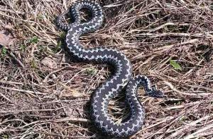 Что категорически нельзя делать, если вас укусила змея