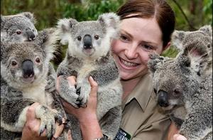 Австралийцы позвали британцев поработать ловцами коал