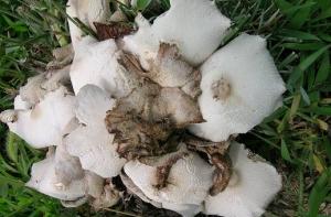 В Риге обнаружен тропический гриб