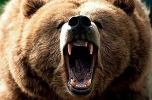 Эстонию заселяют опасные животные