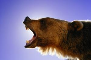 У пещерных медведей не было шансов выжить