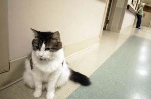 О предсказывающем смерть коте снимут фильм