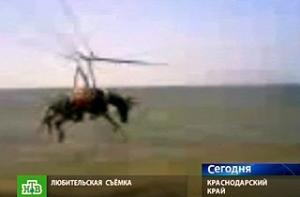 «Летающую» ослицу отправят на отдых в кремлевскую конюшню