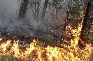 Лужков признал провал программы по защите торфяников