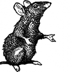 Исторический центр Милана атаковали крысы