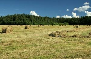 Латвиийские поля скупают иностранцы