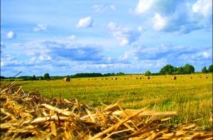 Путин взвинтил мировые цены на зерно