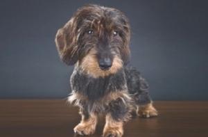 Чиновники потребовали от мертвой таксы задекларировать телевизор