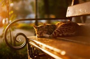 Синоптики: ночи станут теплее