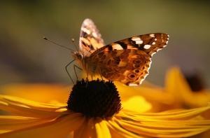 Воскресенье станет последним днем «бабьего лета»