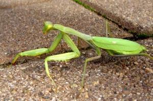 Богомолы из тропиков переселились в Латгалию