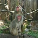 Выборы нового Сейма провели в зоопарке