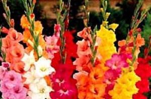 Школьники тратят на цветы в среднем 3,5 лата