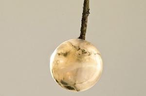 В Риге будет выставлена древнейшая елочная игрушка в Европе