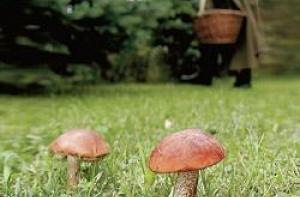 Грибами отравились еще 5 человек