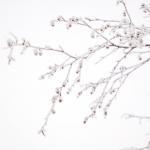 Синоптики обещают заморозки