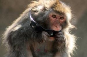В Индии ловят мартышку, которая ворует очки