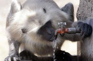 Cпортсменов в индийской столице будут охранять обезьяны