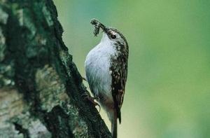 В Латвии замечены пищухи короткопалые