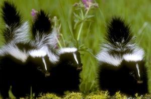 Нью-Йорк атаковали толпы скунсов