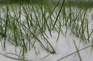 Ночью местами ожидаются заморозки до -3 градусов