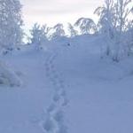 Синоптики: зима не будет очень холодной