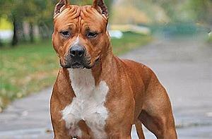 Пьяным москвичам запретят выгуливать собак