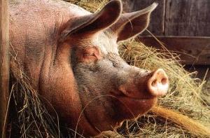 В Курземе свиньи заболели опасной для человека болезнью