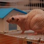 Крыса выбрала Домбровского