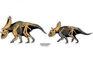Ученые существенно занижали рост динозавров