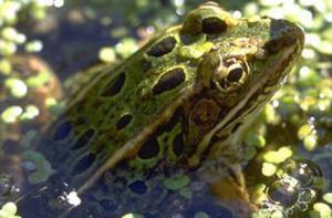 Армения прекратила экспорт лягушек