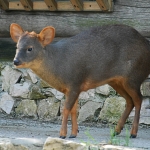 Школьники накормили желудями обитателй зоопарка