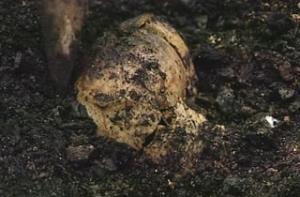 В подвале Росстата найдены останки людей