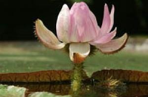 В Ботаническом саду зацвела уже четвертая роза Виктория