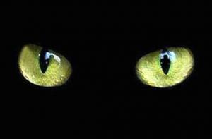 Поэтесса: политики ищут черную кошку в темной комнате