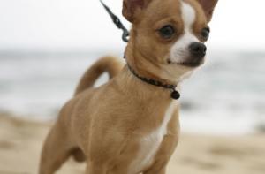 На службу в японскую полицию взяли самую маленькую собаку