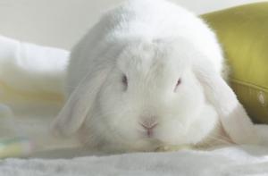 Из даугавпилсского зоопарка украли кролика