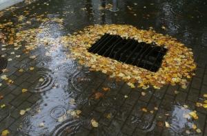 Синоптики обещают дождливый ноябрь