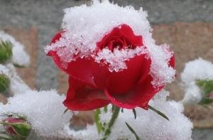Сегодня в Видземе выпал снег