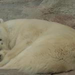 Белая медведица проплыла 690 километров в поисках льда