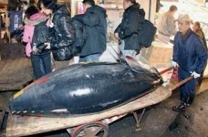 В Японии тунец ушел с молотка за почти 400 тысяч долларов
