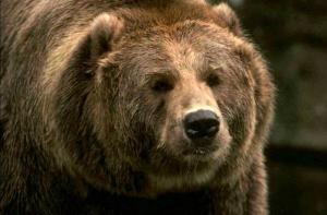 Латвийские медведи повторно впали в спячку