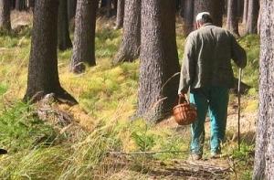 Грибы и ягоды разрешат собирать только за деньги (ДОПОЛНЕНО)