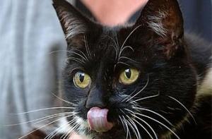 Британский премьер нанял на службу кота