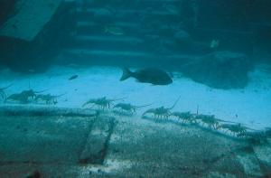 Атлантиду нашли в испанских болотах