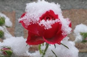 Курземе снова замело снегом