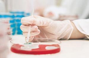 Ученые нашли «неубиваемую» бактерию